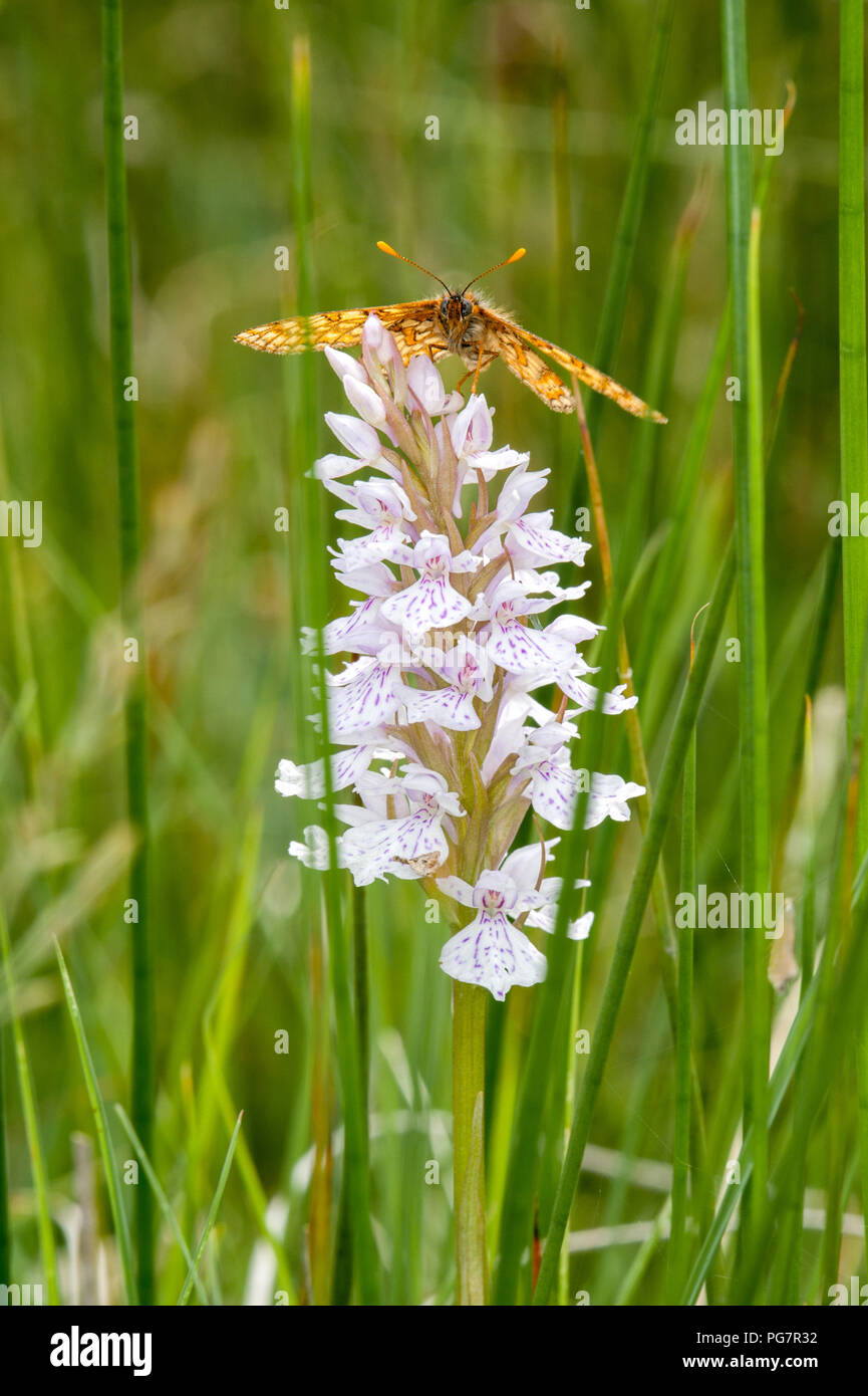 Marsh fritillary butterfly resting on a Heath Spotted-Orchid Stock Photo