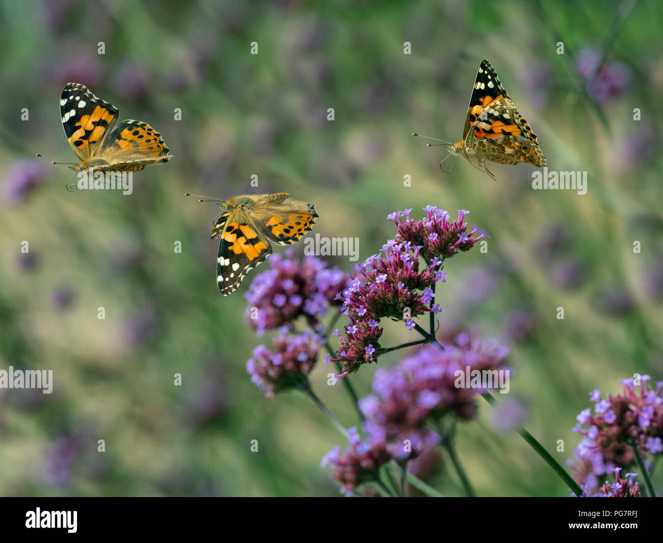 Painted Lady Butterfly Cynthia cardui feeding on verbena flowers in flight Stock Photo