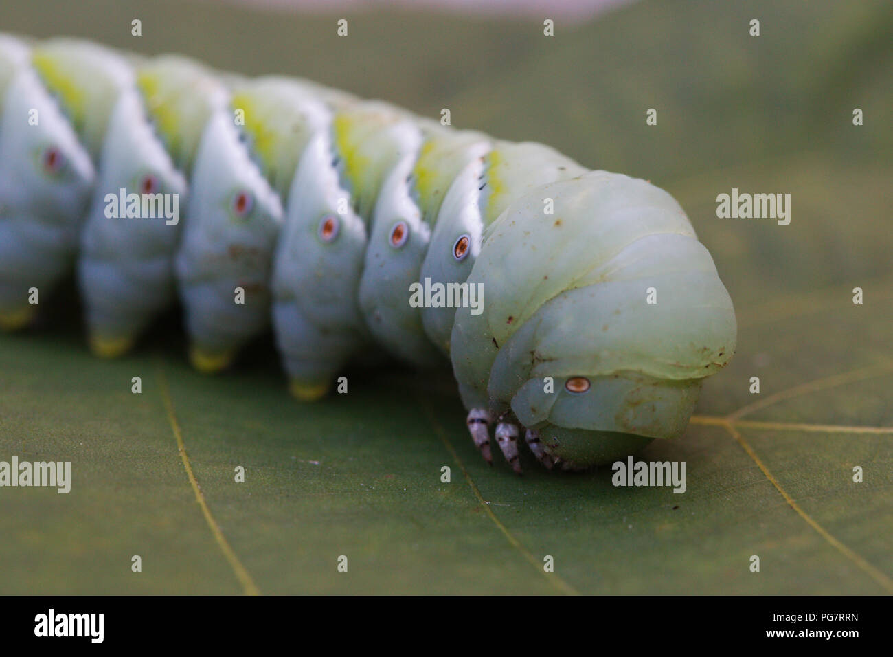 Tomato Horn Worm Stock Photo - Alamy