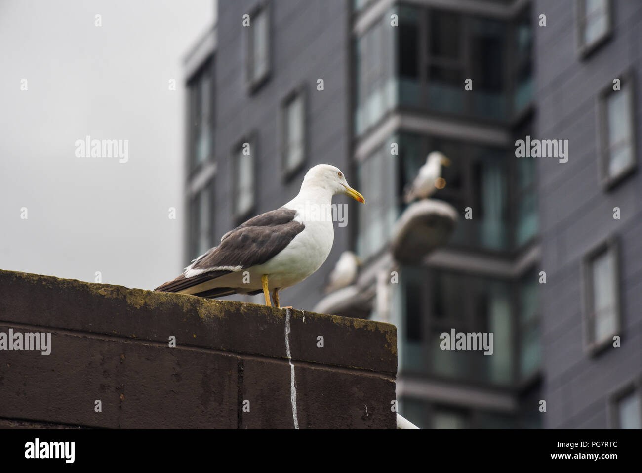 A seagull flies in the city of Glasgow, Scotland Stock Photo