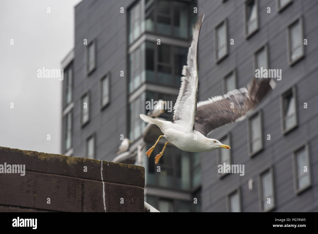 A seagull flies in the city of Glasgow, Scotland Stock Photo