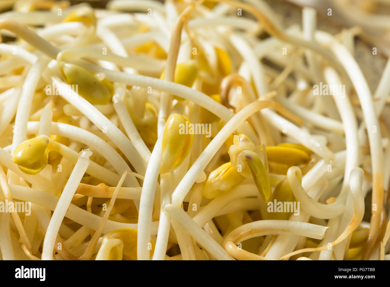 Raw Organic Soy Bean Sprouts in a Bowl Stock Photo