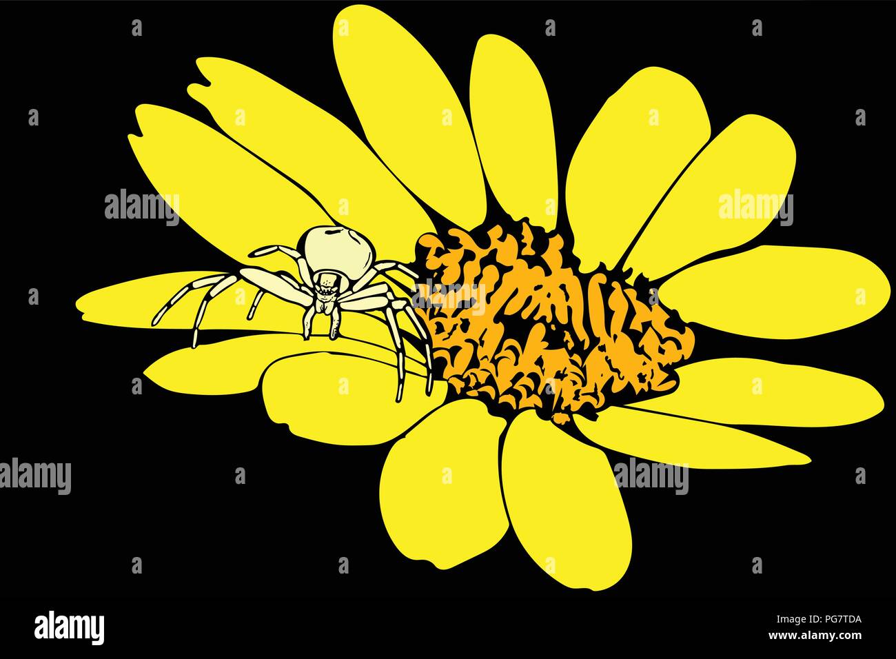 Coloured vector graphic of Crab spider on yellow flower on black background. Stock Vector
