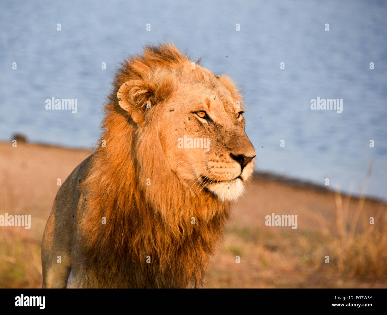 Close up of Lion with a lip as he enjoy the late afternoon sun. Portraits of the beast that is the King of the jungle Stock Photo