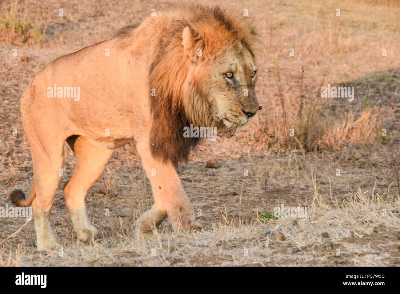 Zan King Of The Jungle