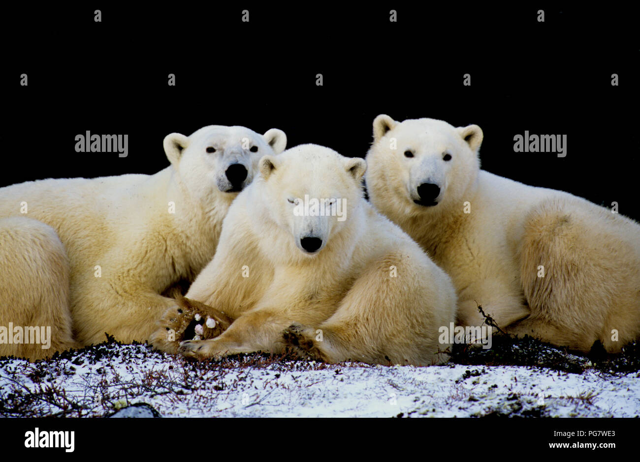Polar bear family (sow with two yearling cubs; Ursus maritimus) resting in the shade of a cliff near Churchill, Manitoba, Canada Stock Photo