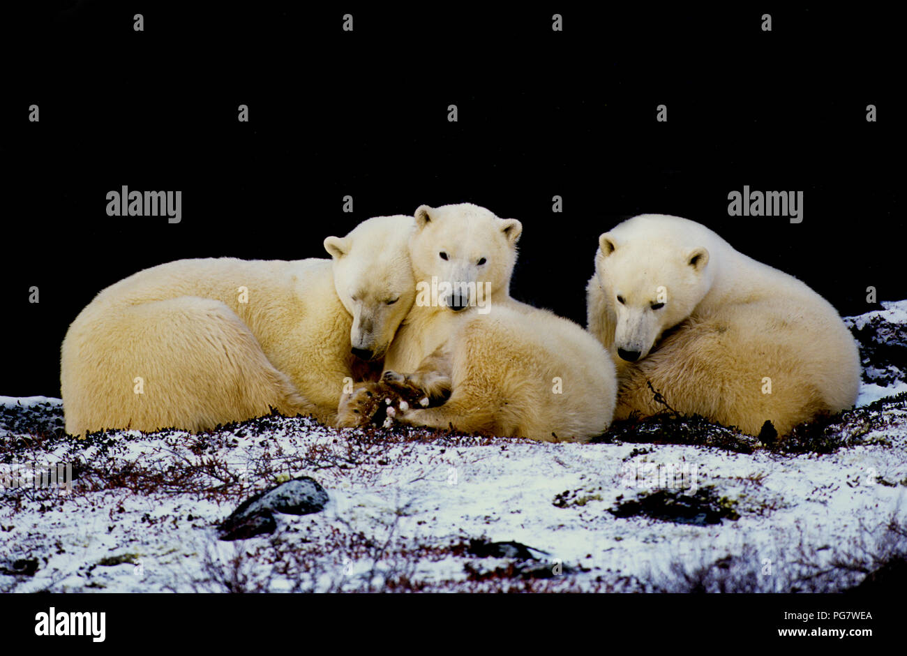 Polar bear family (sow with two yearling cubs; Ursus maritimus) resting in the shade of a cliff near Churchill, Manitoba, Canada Stock Photo