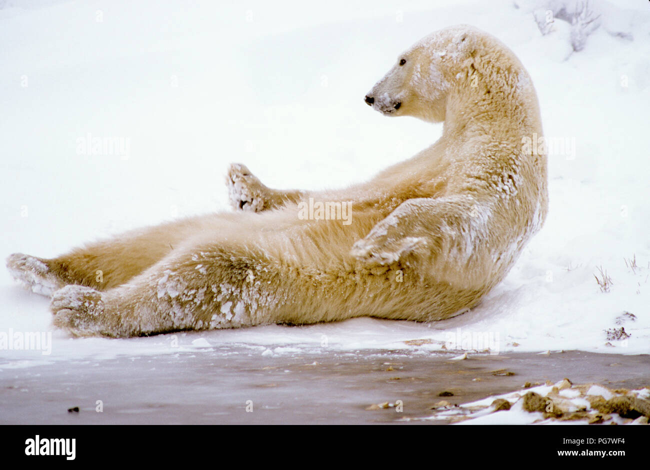 Polar bear (Ursus maritimus) lying on his back near Churchill, Manitoba, Canada Stock Photo