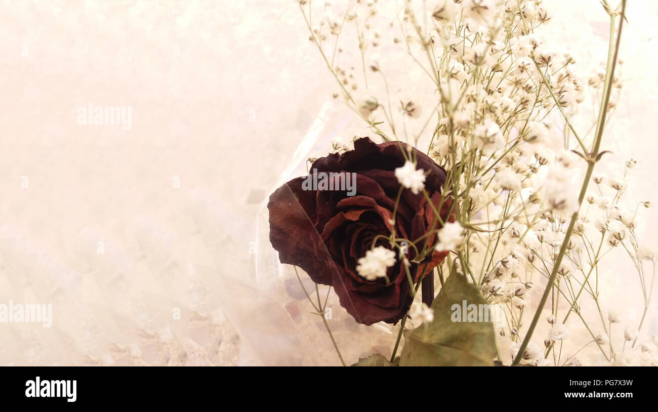 dried rose with some white flowers for background Stock Photo - Alamy