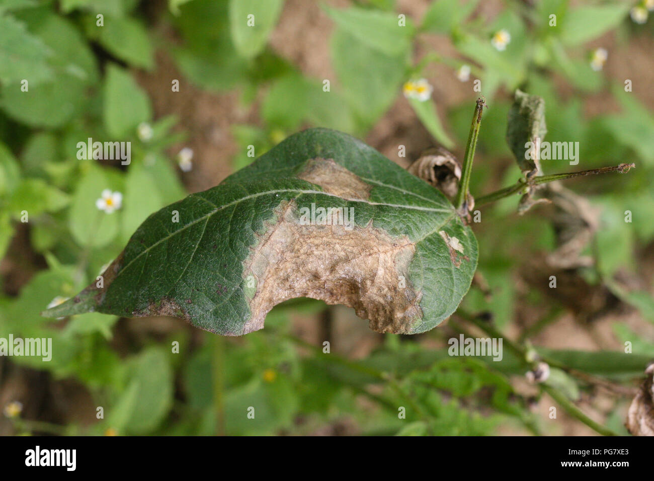 French Beans Sclerotinia White Mold Leaf Stock Photo