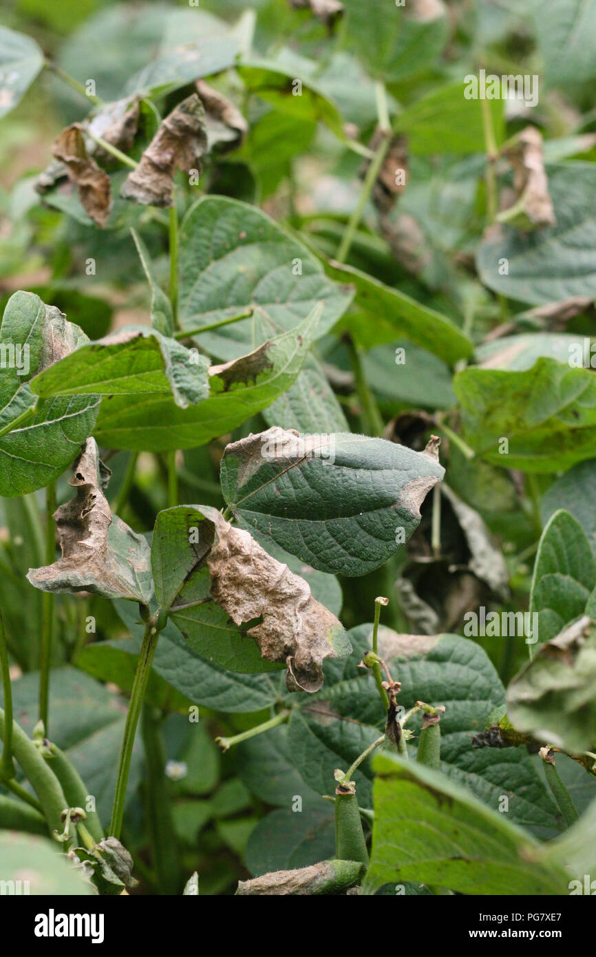 French Beans Sclerotinia White Mold Leaf Stock Photo