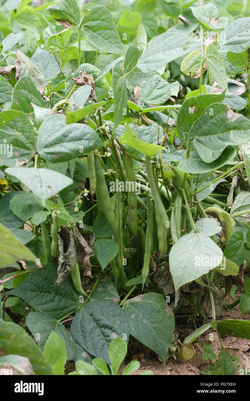 French Beans Sclerotinia White Mold Leaf Stock Photo