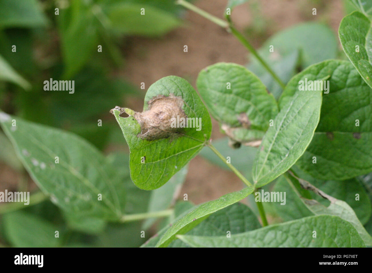 French Beans Sclerotinia White Mold Leaf Stock Photo