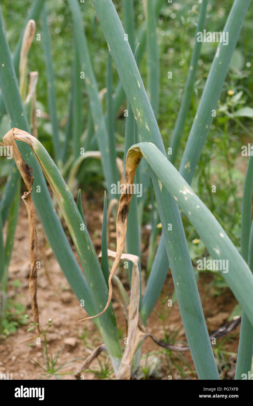 Onion Field Purple Blotch Stock Photo