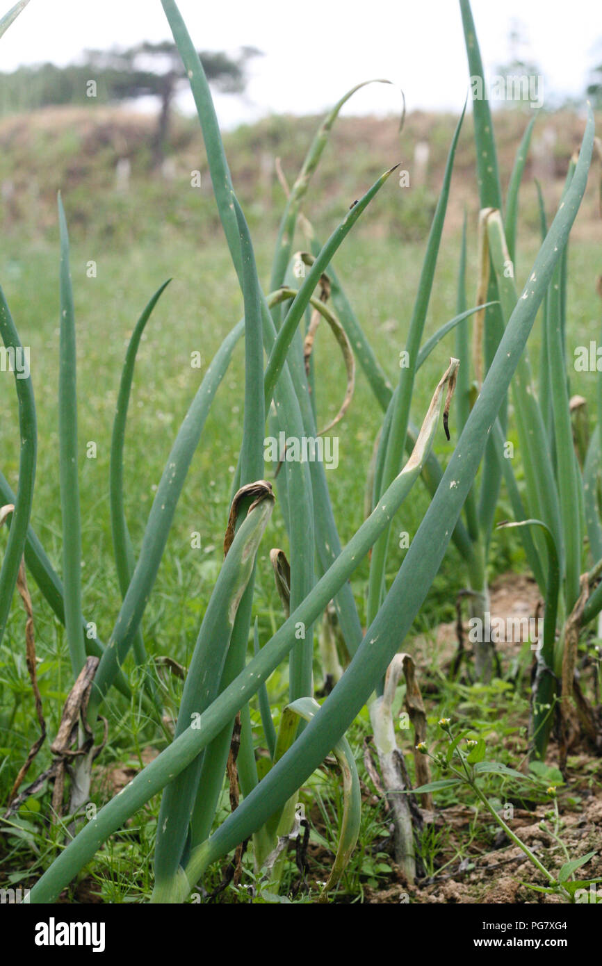 Onion Field Purple Blotch Stock Photo