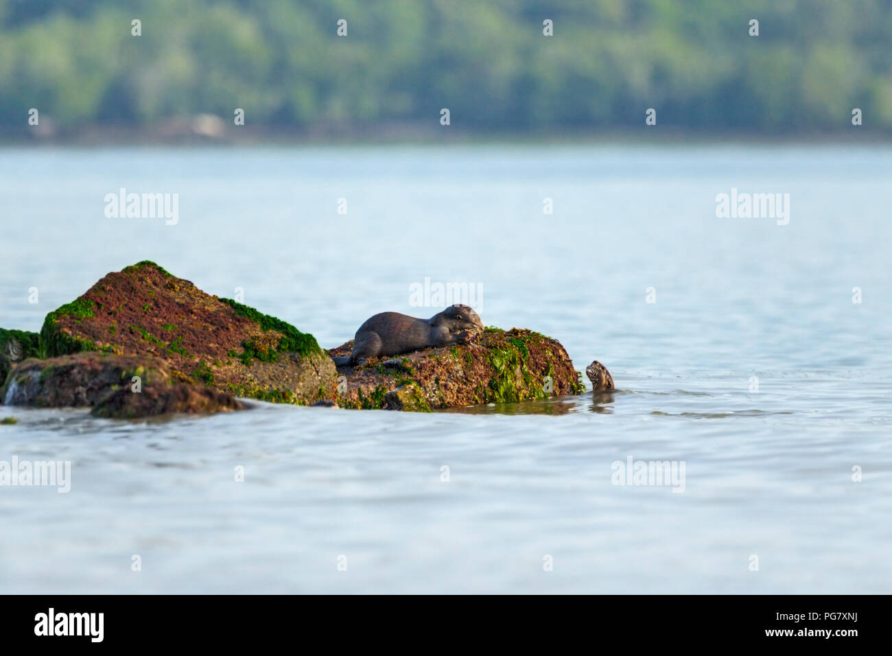 Hunting party of Smooth-coated Otters fishing in sea with forested island in background, Singapore Stock Photo