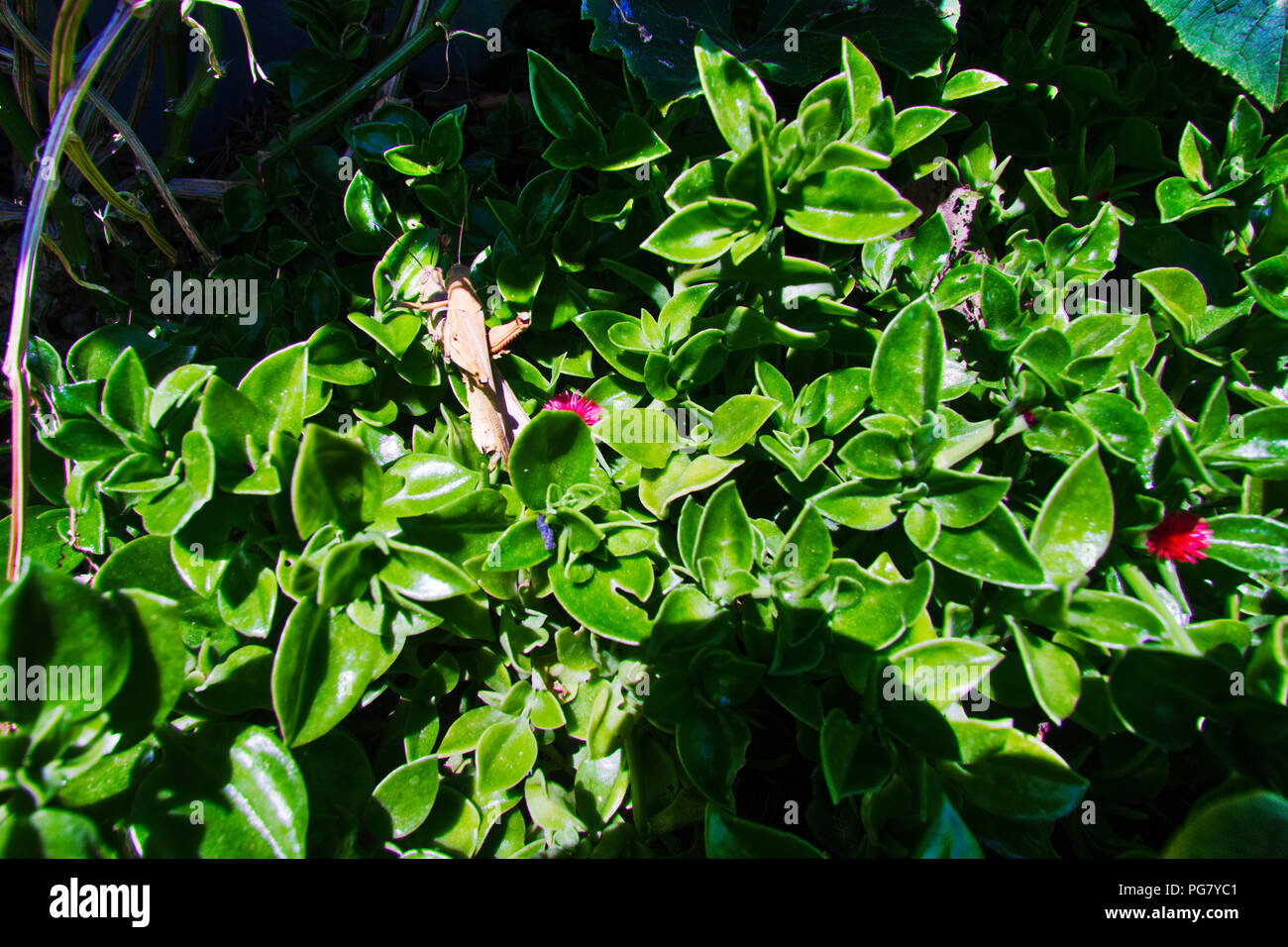 Brown Grasshopper on Aptenia cordifolia ground cover Stock Photo