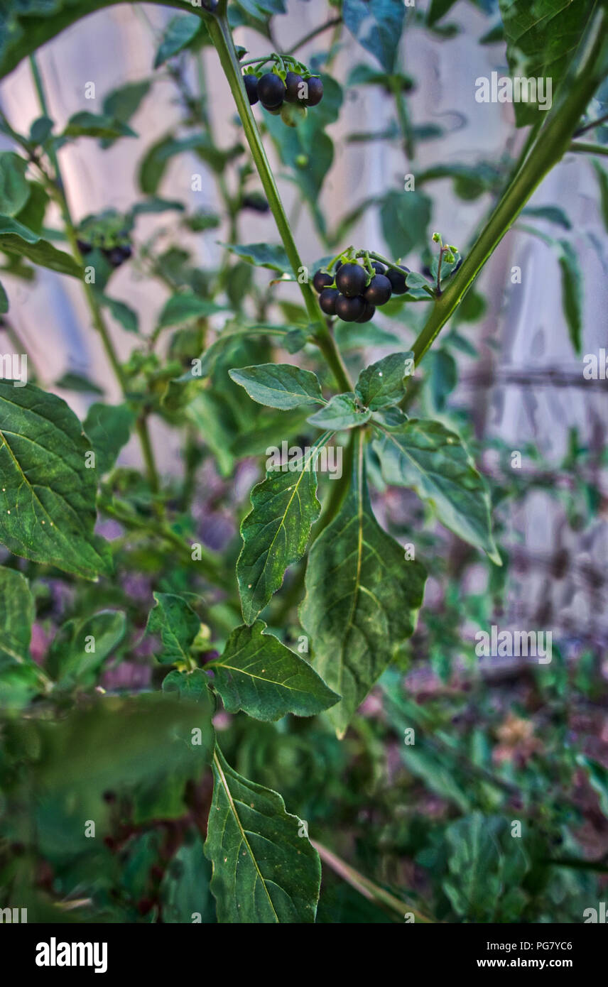 Nightshade berries hires stock photography and images Alamy