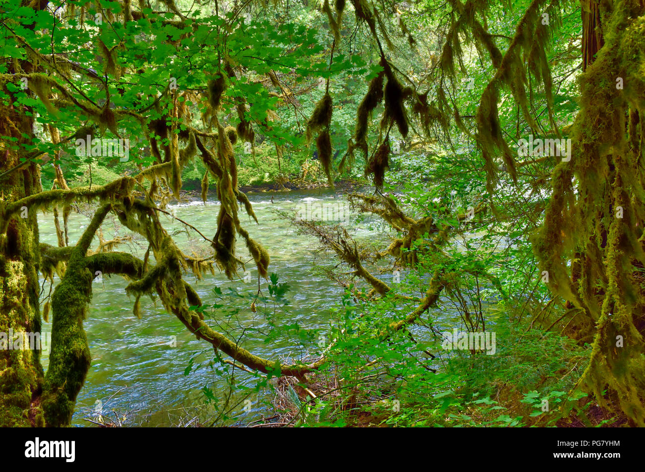 McKenzie River in Oregon. Stock Photo