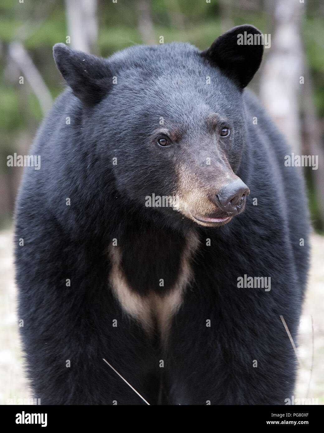 Black bear close up with a lucky charm symbol around its neck and displaying its body, head, ears, eyes, nose, paws and enjoying its surrounding. Stock Photo