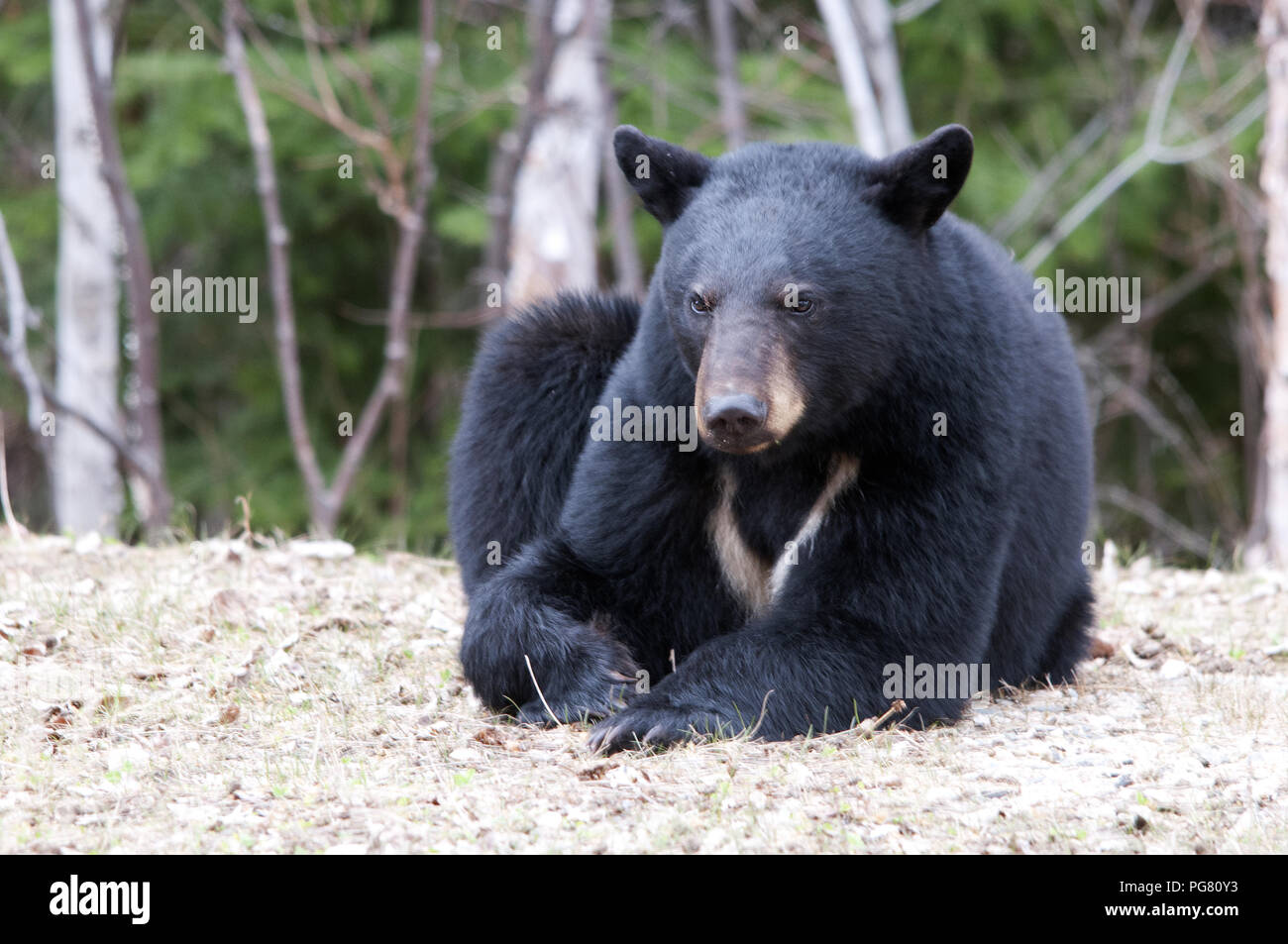 Black bear close up with a lucky charm symbol around its neck and displaying its body, head, ears, eyes, nose, paws and enjoying its surrounding. Stock Photo