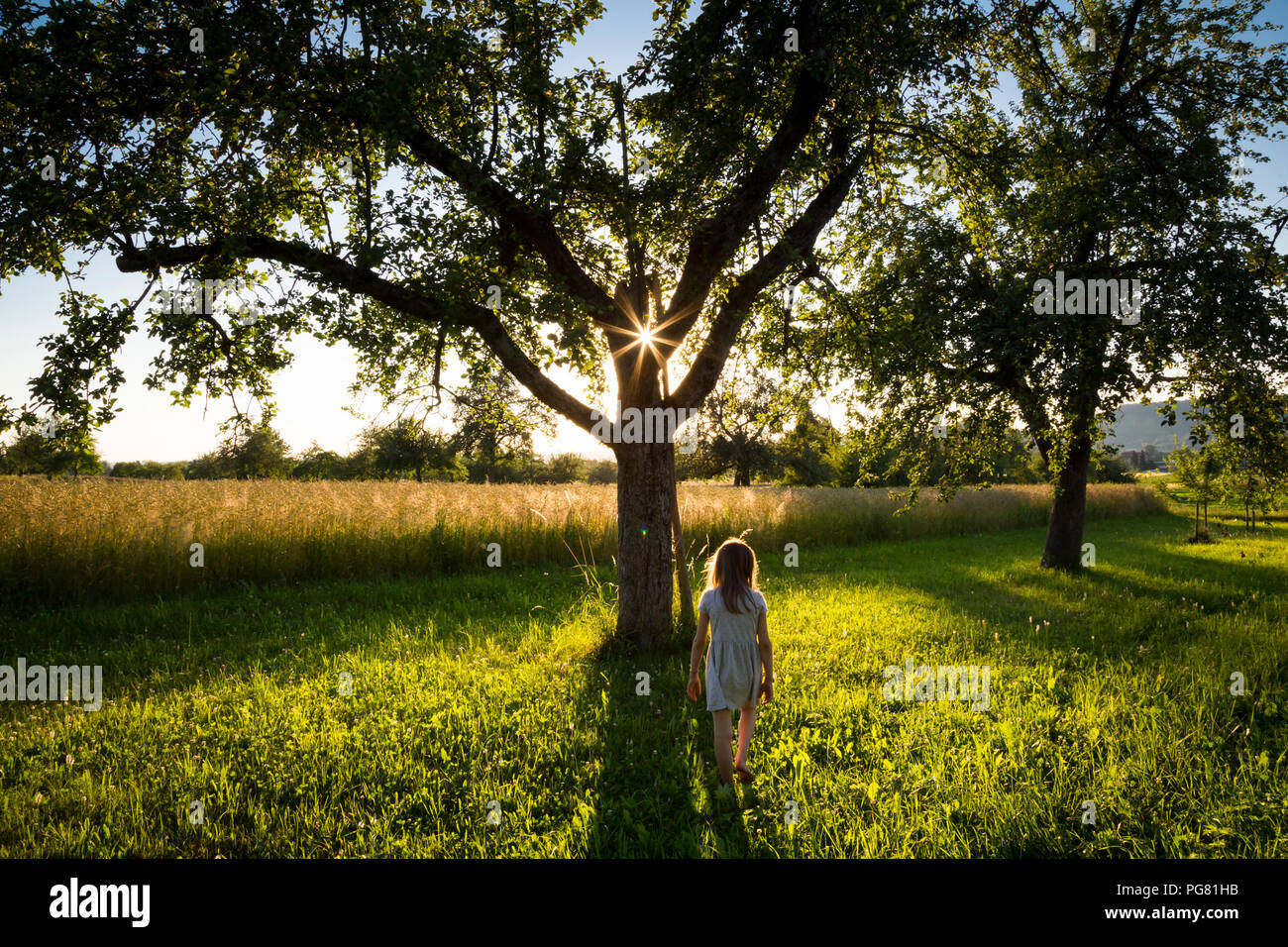 Young girl walking on meadow to tree at summer evening Stock Photo - Alamy