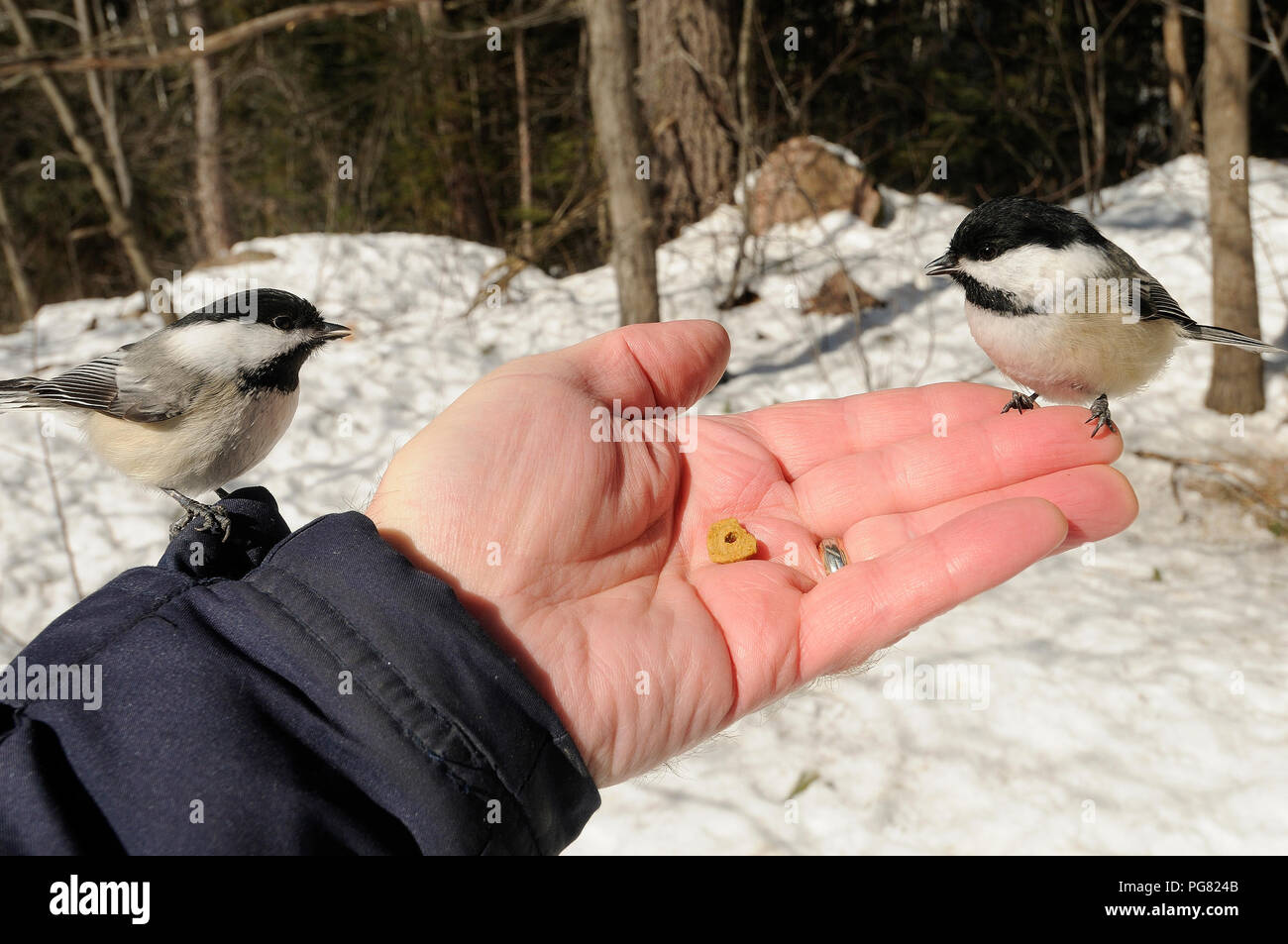 Chickadee birds on a human hand and enjoying its surrounding and environment while exposing its body. Stock Photo