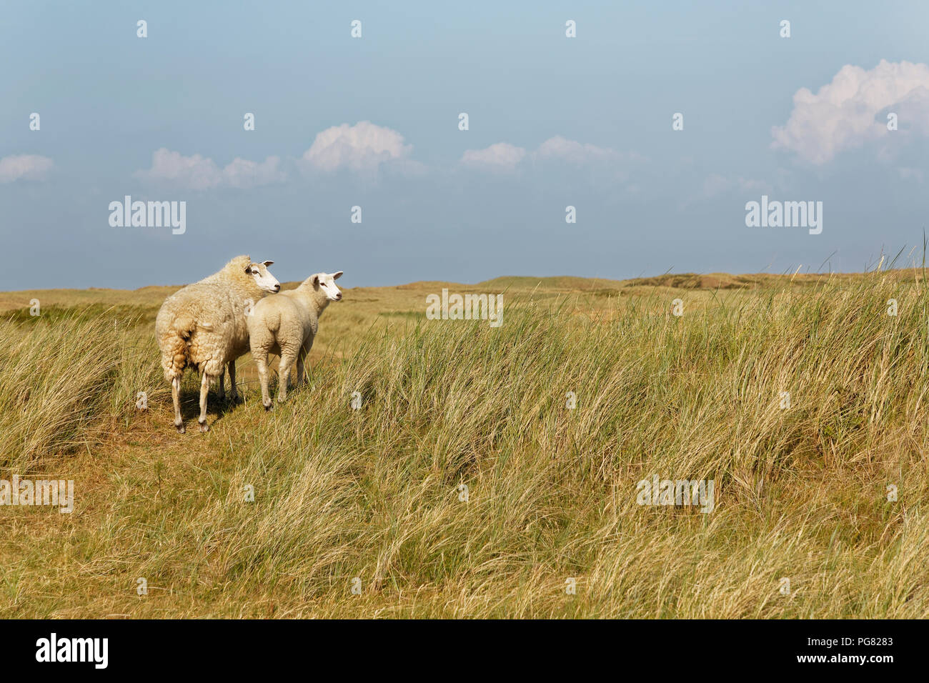 Germany, North Frisia, Sylt, Sheep on meadow Stock Photo
