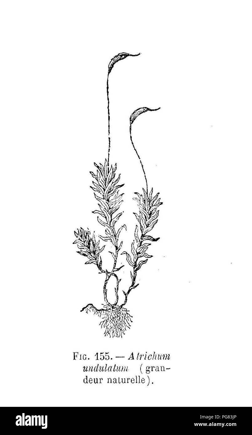 Atrichum undulatum (dessin). Stock Photo