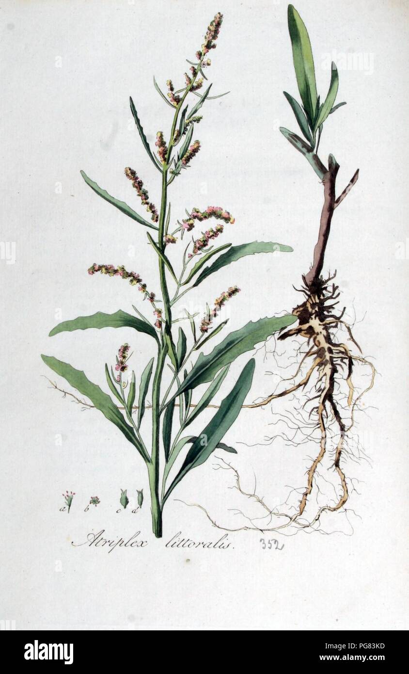 Atriplex littoralis — Flora Batava — Volume v5. Stock Photo