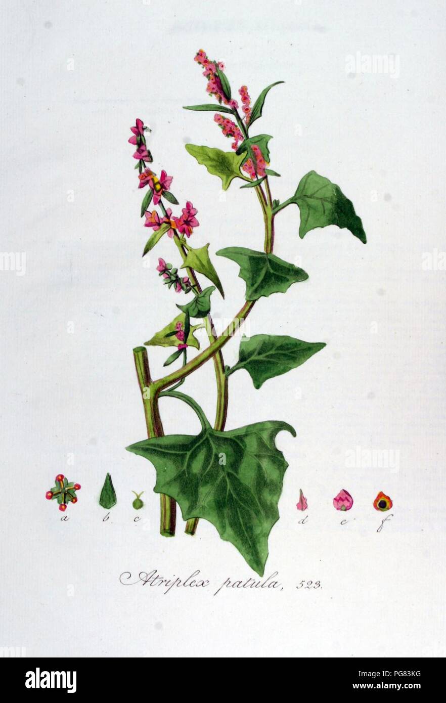 Atriplex patula — Flora Batava — Volume v7. Stock Photo