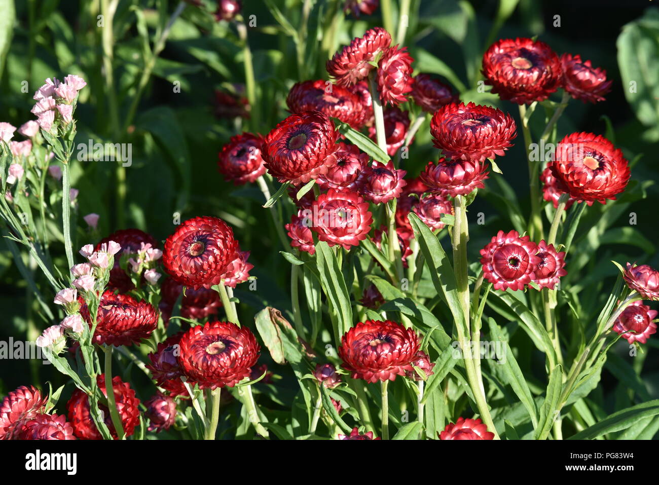 Everlasting flowers hires stock photography and images Alamy