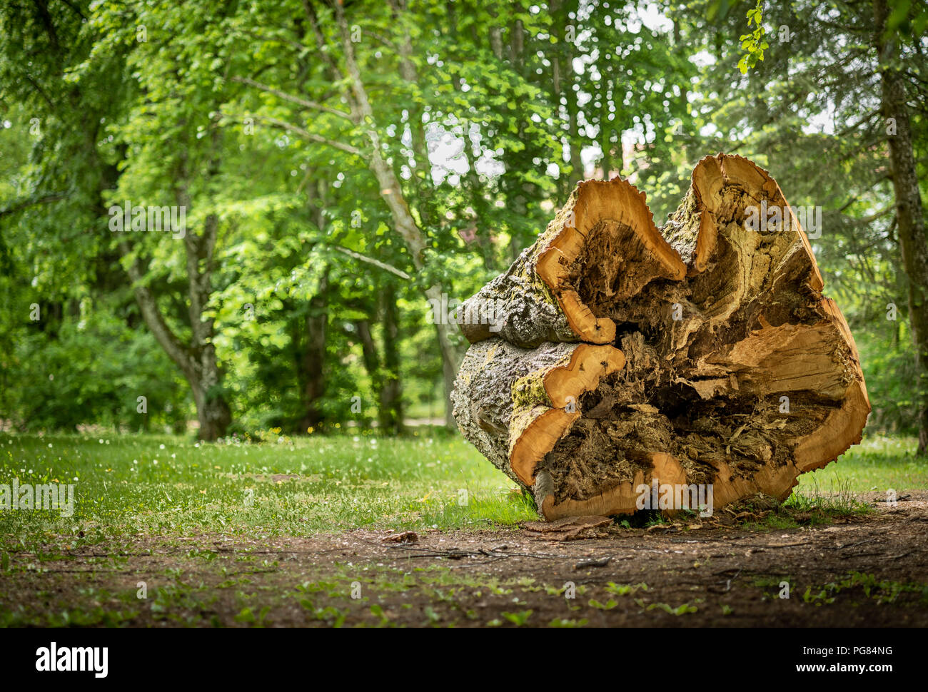 Austria, Burgenland, Bad Taztmannsdorf, hollow tree trunk, tree log Stock Photo