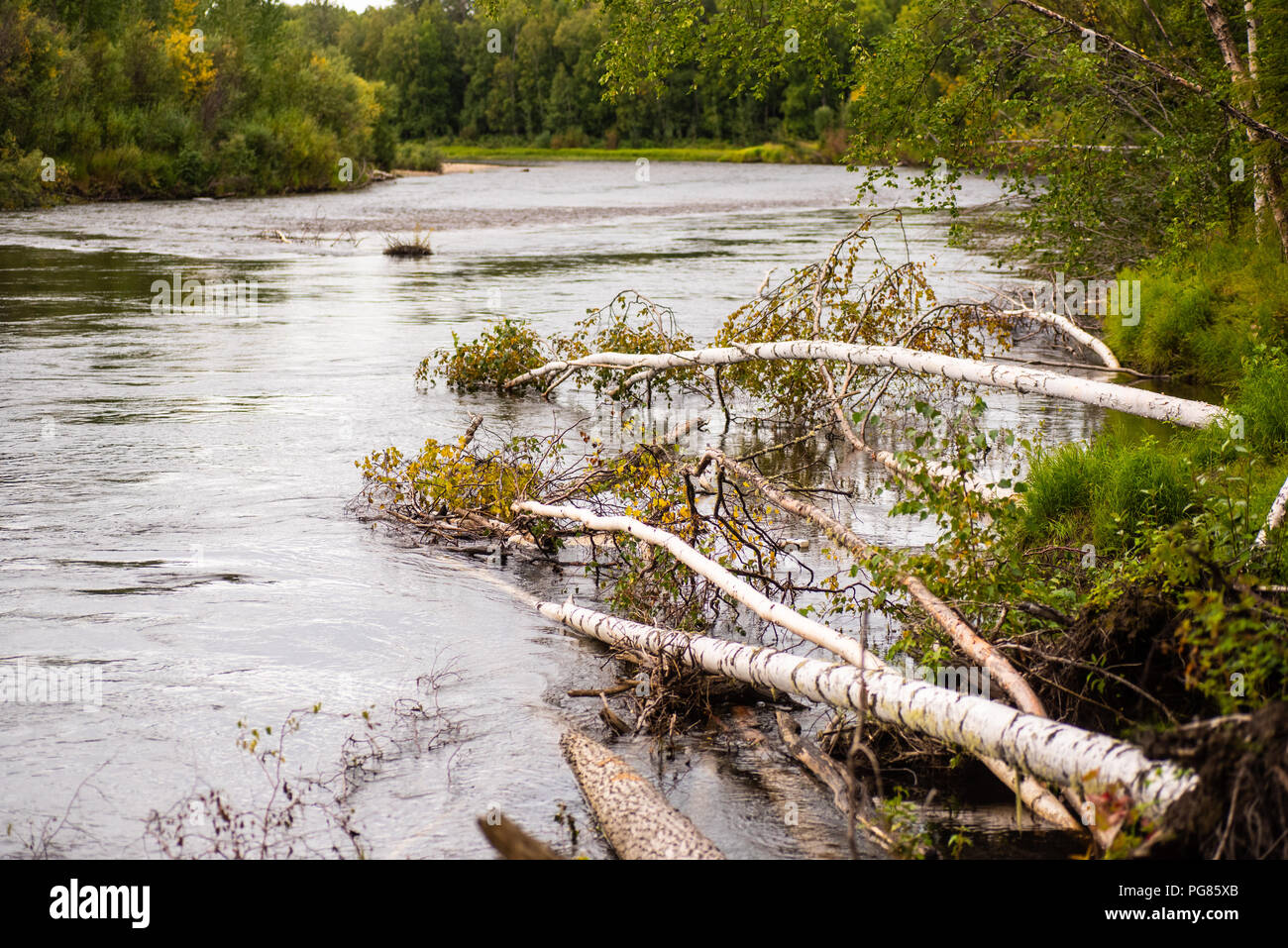 Trees fallen into the Chena River in Alaska. Stock Photo