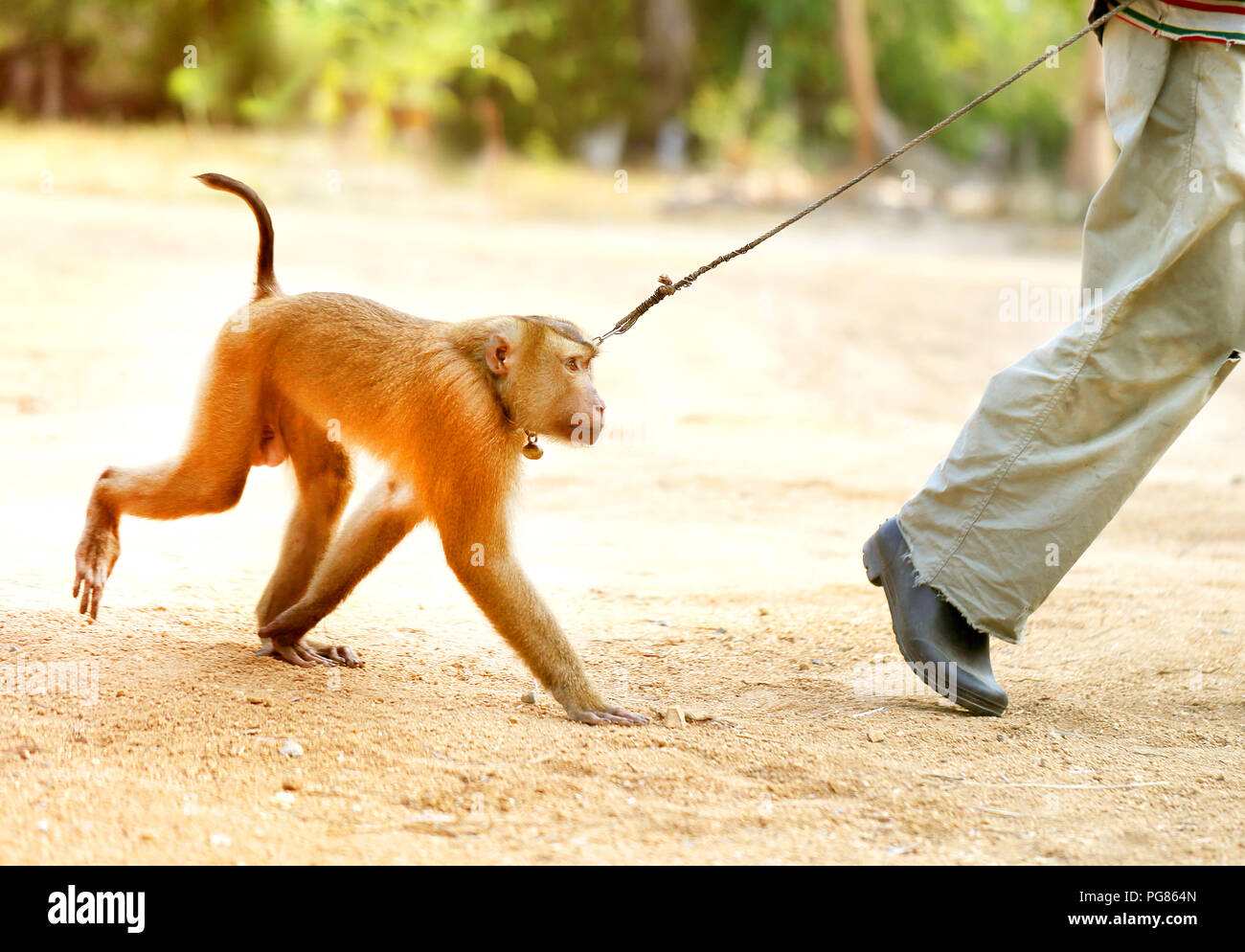 Photo of a funny monkey on a leash in the jungle Stock Photo Alamy