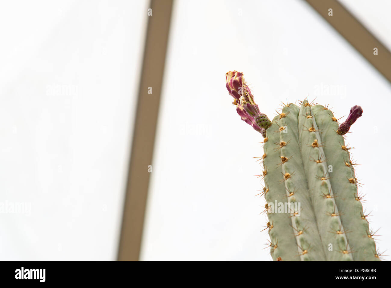 Close up Selective focus of flower on green  cactus in the Geodesic Dome Glasshouse, Nature abstract wallpaper background. Stock Photo