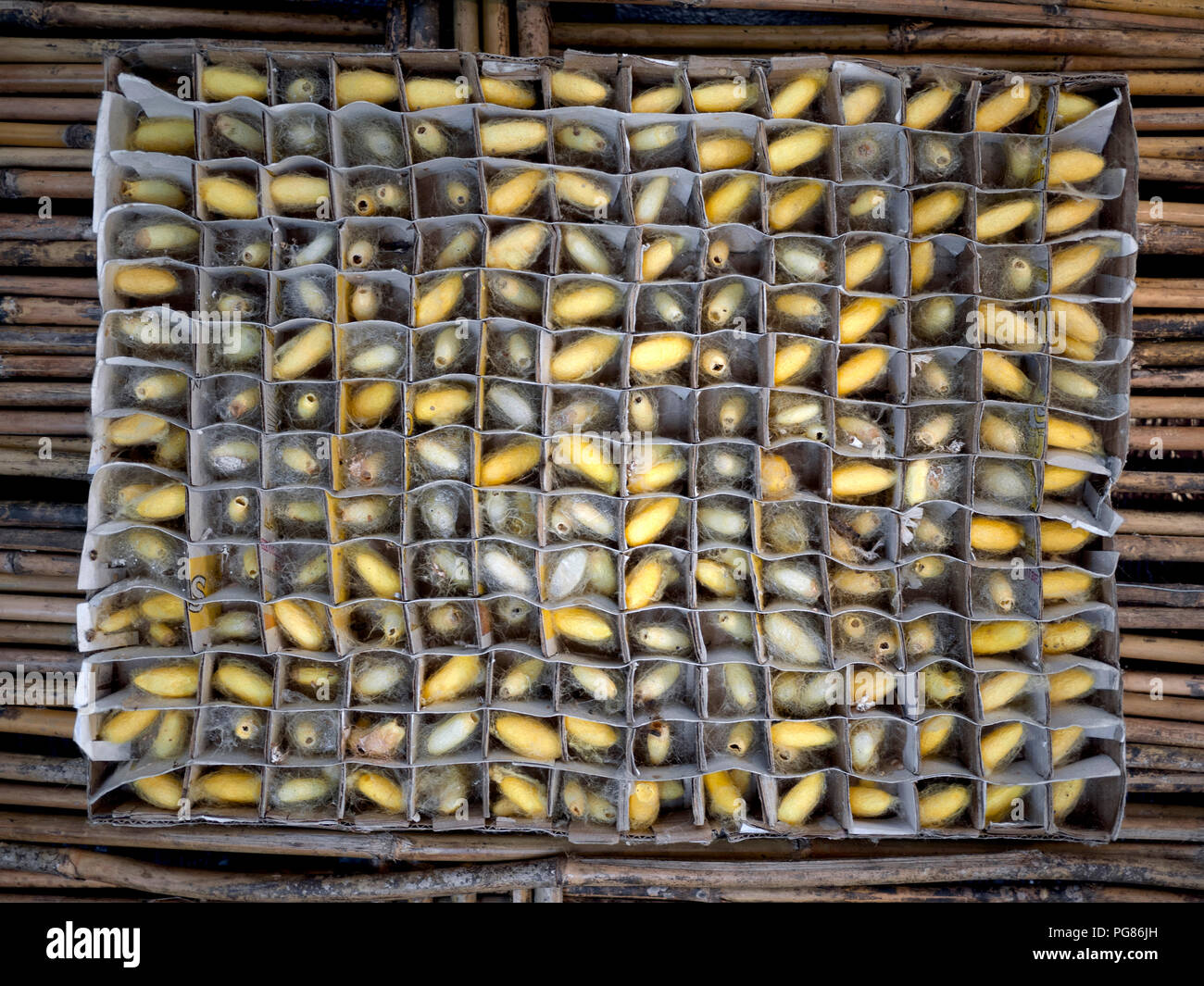 Thailand silkworm production farm with silk worm cocoon and silkworm larvae Stock Photo