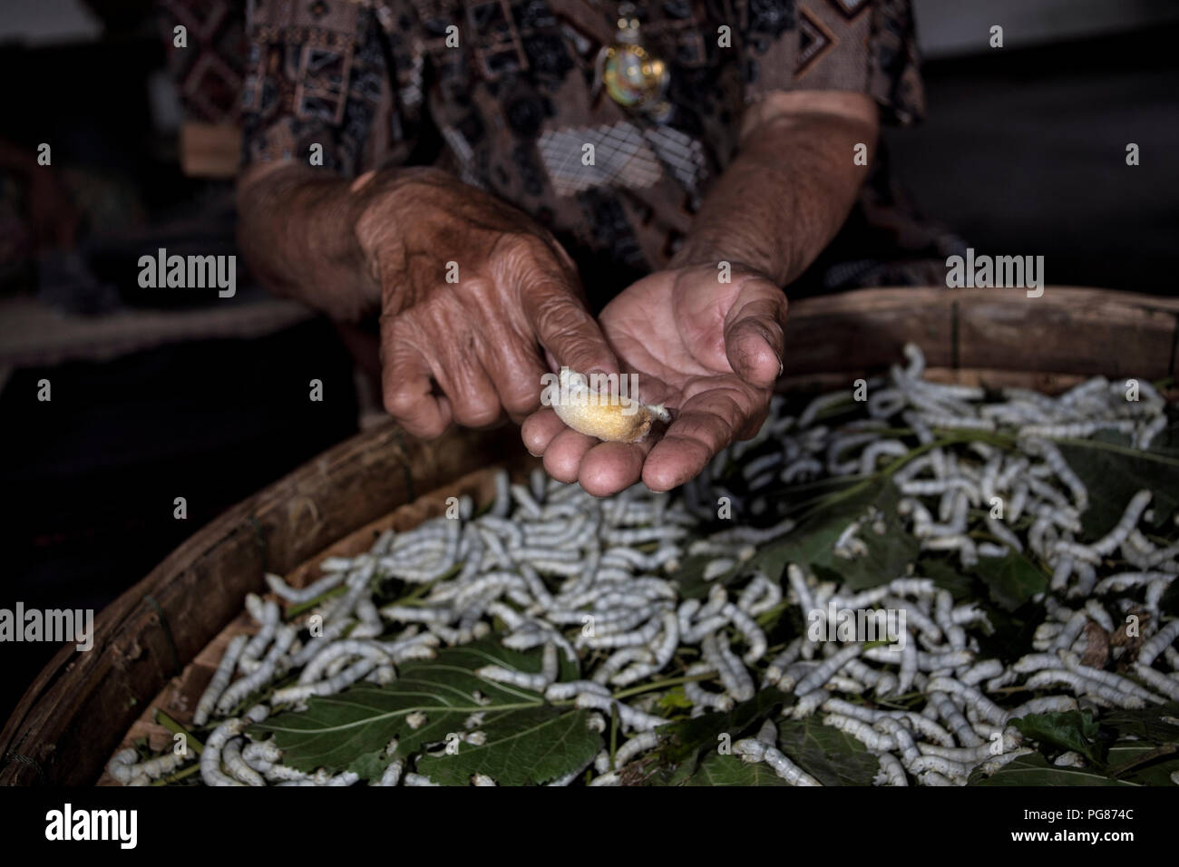 Silkworm production farm with a woman showing a close up of a silk worm cocoon and silkworms in the background Thailand Southeast Asia Stock Photo