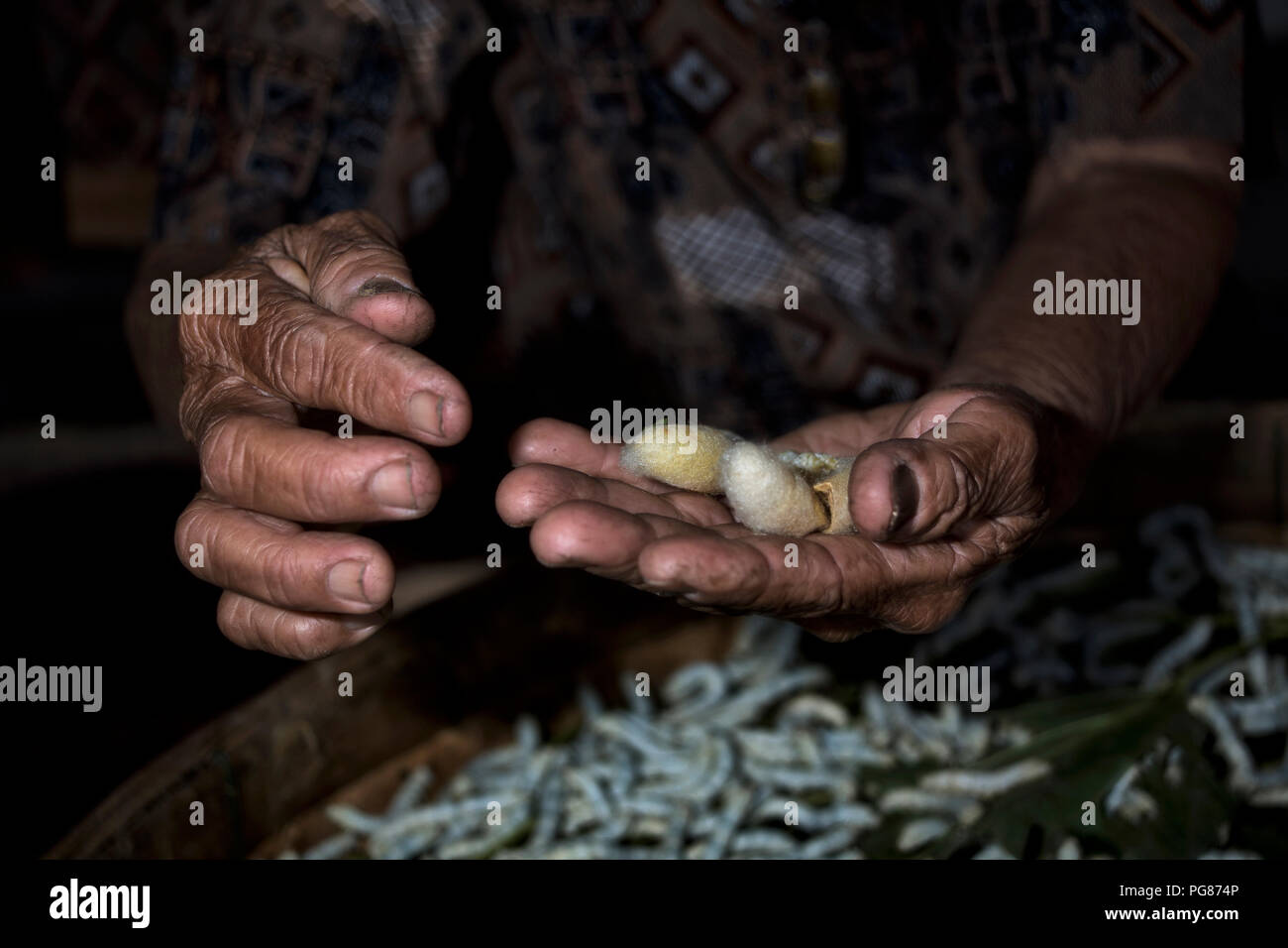 Silkworm production farm with a woman showing a close up of a silk worm