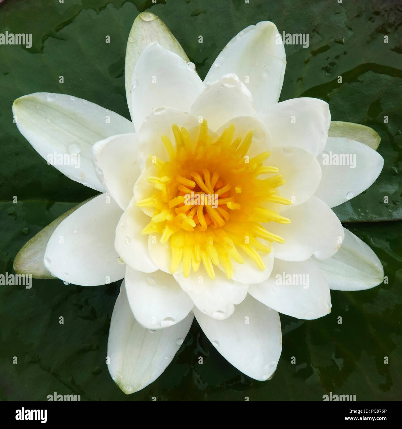 European white water lily in water seen from above Stock Photo