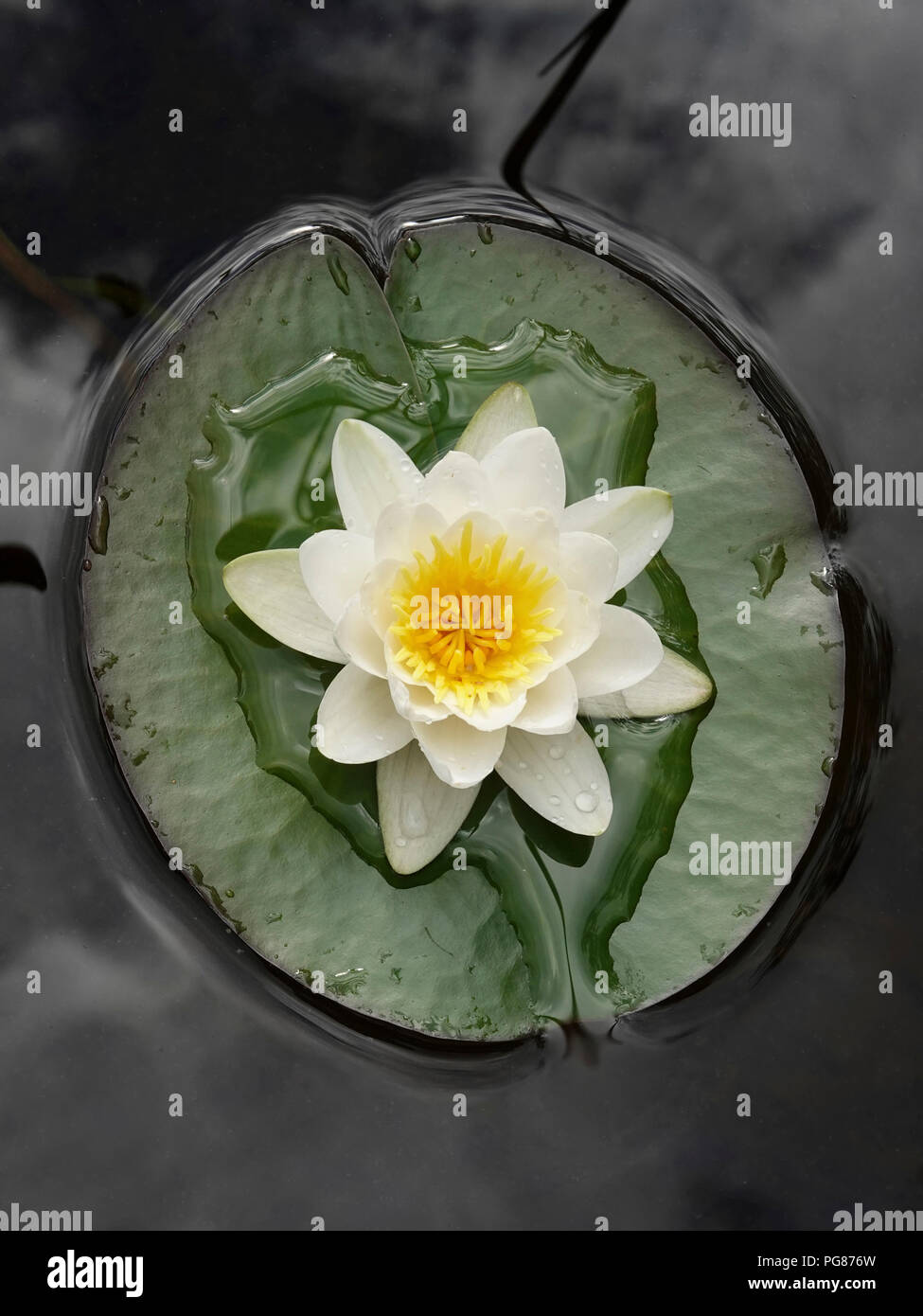 European white water lily in water seen from above Stock Photo - Alamy