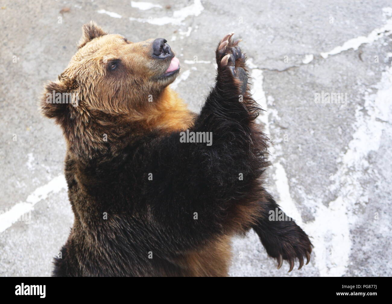 An Ussuri brown bear in a bear ranch in Hokkaido waves its paw at visitors which it sees carrying a bag of food Stock Photo