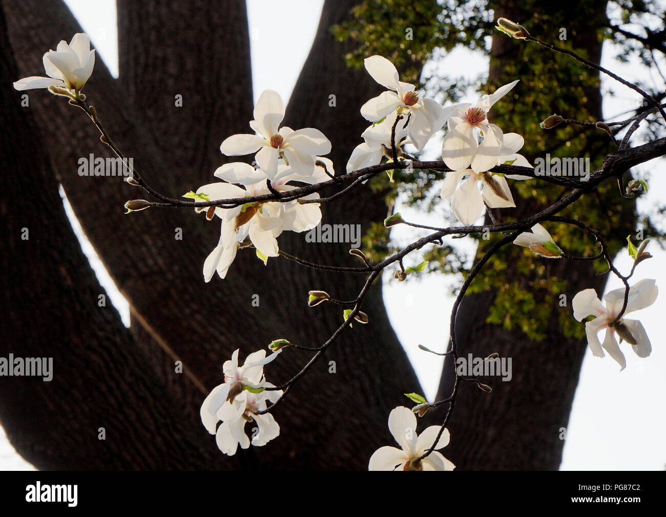 Close-up of white magnolia kobus flowers in a park in Hokkaido, Japan Stock Photo