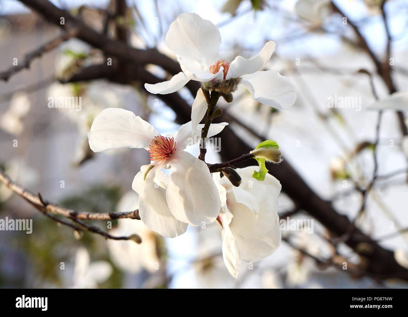 Close-up of white magnolia kobus flowers in a park in Hokkaido, Japan Stock Photo
