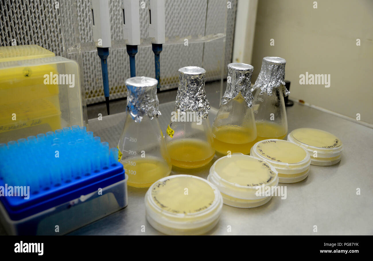 Agar plate and Liquid Culture Bacteria Stock Photo