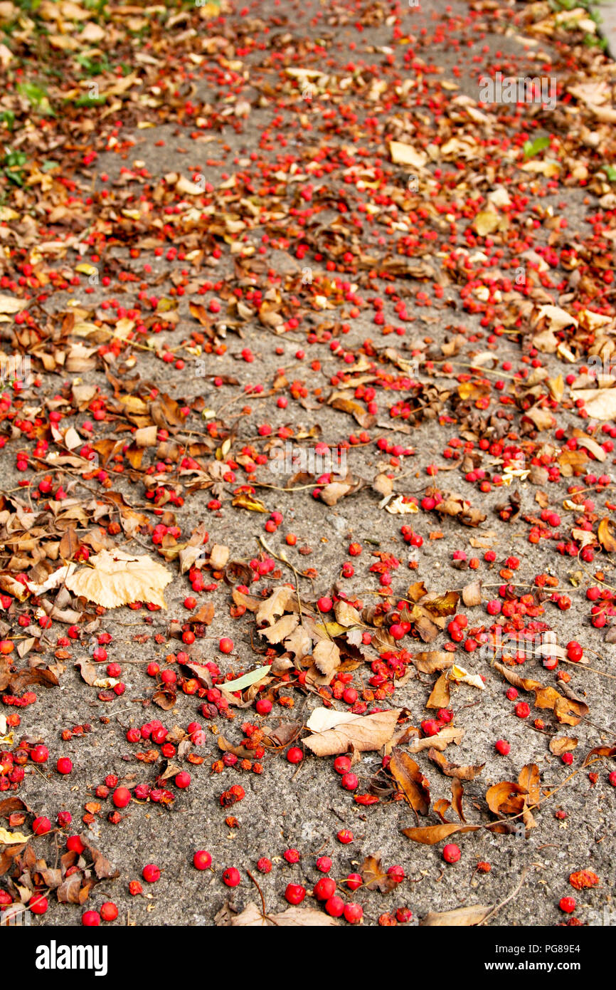little red berries on the floor Stock Photo - Alamy