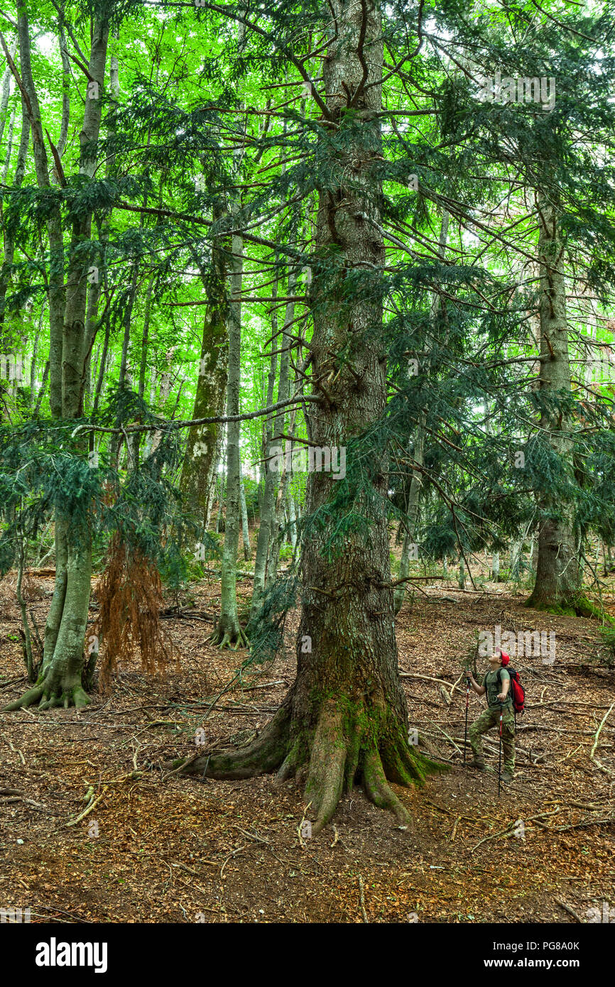 boy admires an age-old white fir tree, abies alba. Abruzzo Stock Photo