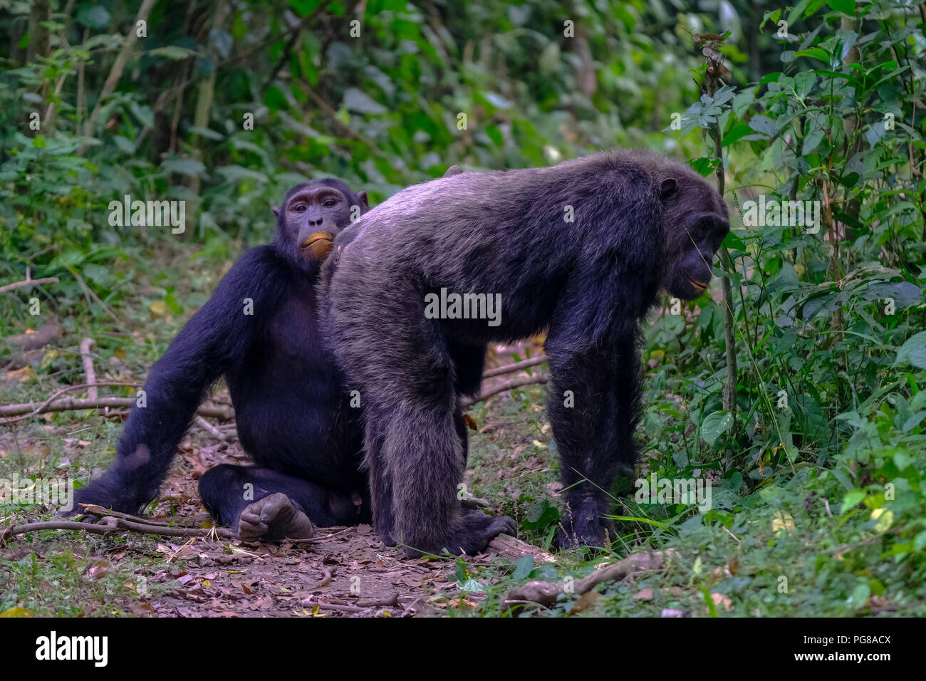 Common Chimpanzee, pan troglodytes,  Kyambura Gorge, Uganda Stock Photo