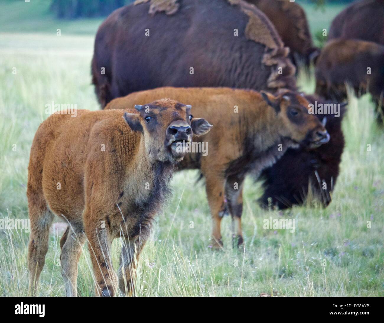 Bison Calf Calling with Adult Bison in Background Stock Photo - Alamy