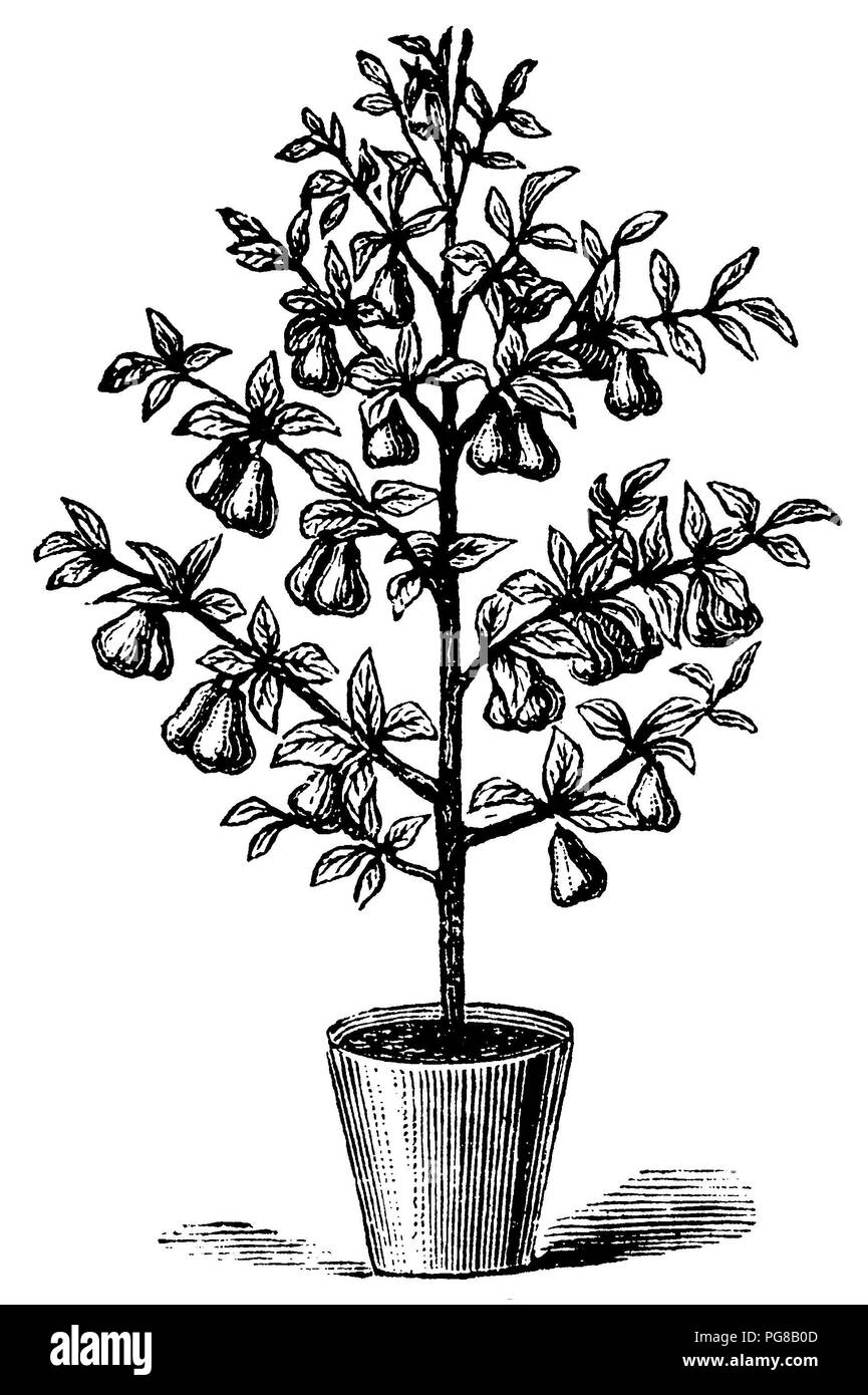 Pear tree in the pot, 1912 Stock Photo Alamy